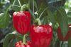 Capsicum is one of the lines to suffer most from cold Spanish weather