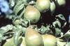 Pears have 50 per cent more fibre