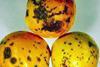 Citrus black spot disease