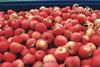 Destatis: Überdurchschnittliche Apfel- und Birnenernte im Jahr 2018