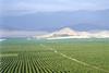 Peru: Ausweitung der Avocado-Produktion geplant