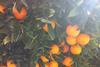Tree with oranges