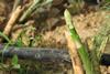 SB-1389 - asparagus side