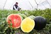 Watts Farms watermelons red and yellow
