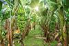 Banana plantation Ecuador Adobe Stock