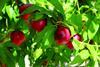 Hortofrutícola Topi S.A._ stone fruit