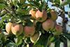 Hochschule Weihenstephan-Triesdorf sammelt regionale Apfel- und Birnensorten