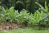Supplies run tight as fruit is hit by weather problems