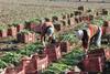 GEN Shutterstock_women gathering onions in the field