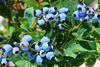 Chile_Quelle_Blaubeeren_aus_Chile__2__05.jpg