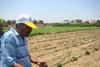 Palestinian strawb farmer