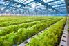 GEN Green salad growing in greenhouse 2