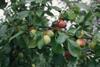 UK plum season takes off