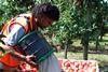 New Zealand apple picking