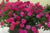 Verbena Tukana Hot Pink and Salmon mixed with Raspberry