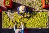 South African raisin packing overhead image
