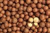 Macadamia nuts close and open Adobe Stock