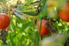 The UK currently imports 80 per cent of its fruits, and 47 per cent of its vegetables