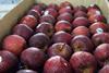 India apples