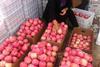 CN China Fuji apples in boxes Alfa Fruit Packers