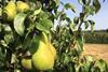 Belgian Conference pear