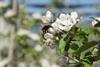 Ohne Bienen keine Äpfel_Insb. Wildbienen sind für frühe Sorten elementar, da sie auch bei kühlen Temperaturen fliegen_(c) Obst vom Bodensee
