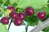 The Chilean cherry crop could be down around 30 per cent