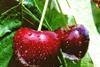 generic cherries
