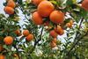 Mayview Citrus Warakirri Asset Management
