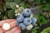 Giant blueberries invade Tesco
