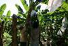 Colombian banana yields fall