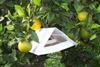 AgriSense has developed a Mediterranean fruit fly attractant for use in citrus orchards