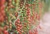 Cherry tomatoes