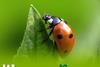 week without pesticides
