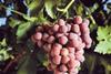 The wineries are seeking supplies of Red Globe