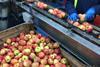 Australia apple packhouse labour