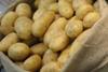 Kartoffeln_FL_2011_nb_26.jpg