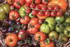 Mixed Tomato varieties in basket Adobe Stock