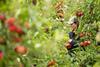 The new British apple season kicks off in September