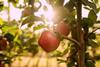 Tutti apples