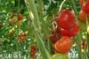 Wageningen_Niederlande_Holandreise_Oktober_2009_nb__33__02.jpg