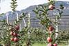 Deutschland: LEH verzeichnet stärkere Nachfrage nach einigen O+G-Produkten