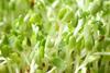 Alfalfa sprouts