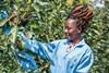 Karakuta avocado picking