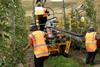 New Zealand apple harvest