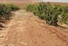 Israel citrus