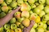 IT Melinda Golden apples