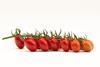 Fanello Tomato Top Seed International