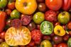 GEN tomatoes AdobeStock_121470119