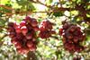 Peru Red Globe grapes
